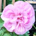 Rosa × damascenaFlower