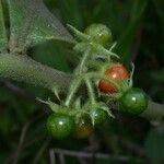 Solanum jamaicense Frutto