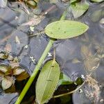 Potamogeton natans Leaf