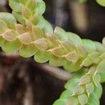 Selaginella denticulata Natur