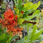 Stenocarpus sinuatus Virág