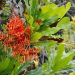 Stenocarpus sinuatus Flower