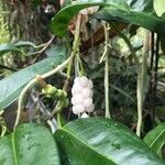 Anthurium scandens Fruto