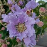 Lagerstroemia speciosaBlomst