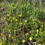 Ranunculus alismifolius Habit