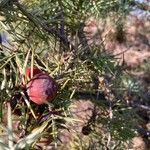 Juniperus oxycedrus Плод