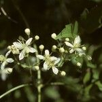 Clematis ligusticifolia Blomst