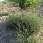 Artemisia herba-alba ശീലം