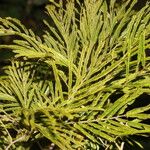 Senegalia tenuifolia Feuille