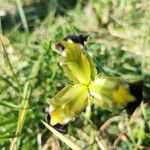 Iris tuberosa Flower