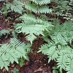 Osmunda japonica Blatt