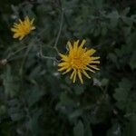 Sonchus tenerrimus फूल