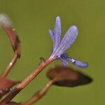 Pontederia diversifolia Flower