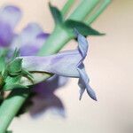 Penstemon lentus Flower