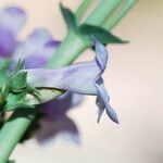 Penstemon lentus Flor