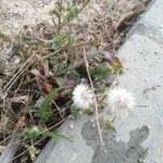 Senecio vulgarisBlad