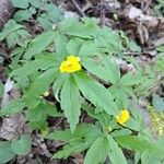 Anemone ranunculoidesŽiedas