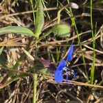 Commelina forskaolii Buveinė