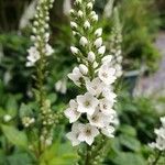Lysimachia ephemerum Fleur