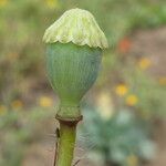 Papaver rhoeas Fruto