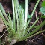 Viola x scabra その他の提案