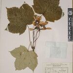 Acer caesium Sonstige