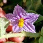 Solanum incanum Flower