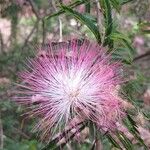 Calliandra surinamensis Fiore