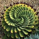 Aloe polyphylla Blad