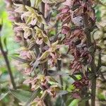 Epipactis purpurata Flower