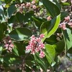 Rhus ovata Flower