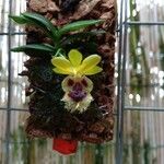 Haraella retrocalla Flor