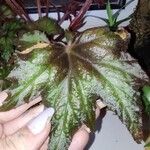 Begonia heracleifolia 叶