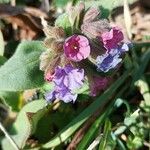 Pulmonaria montana Blomma