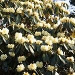 Rhododendron macabeanum Çiçek