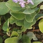 Vitex trifolia Floro