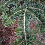 Abies cephalonica Folha