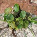 Hydrocotyle bonariensis Frunză