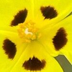 Tuberaria guttata Flower