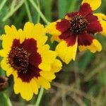 Coreopsis tinctoriaFlower