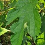 Morus rubra Leaf