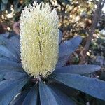 Banksia integrifolia Cvet