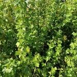 Ribes aureum موطن