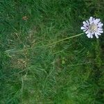 Scabiosa canescens Costuma