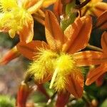 Bulbine frutescens Blüte