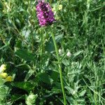 Stachys officinalis Характер