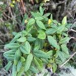 Boquila trifoliolata Blad