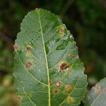 Ficus lateriflora Frunză