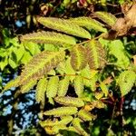 Sorbus americana Blatt