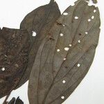Ocotea amazonica Máis